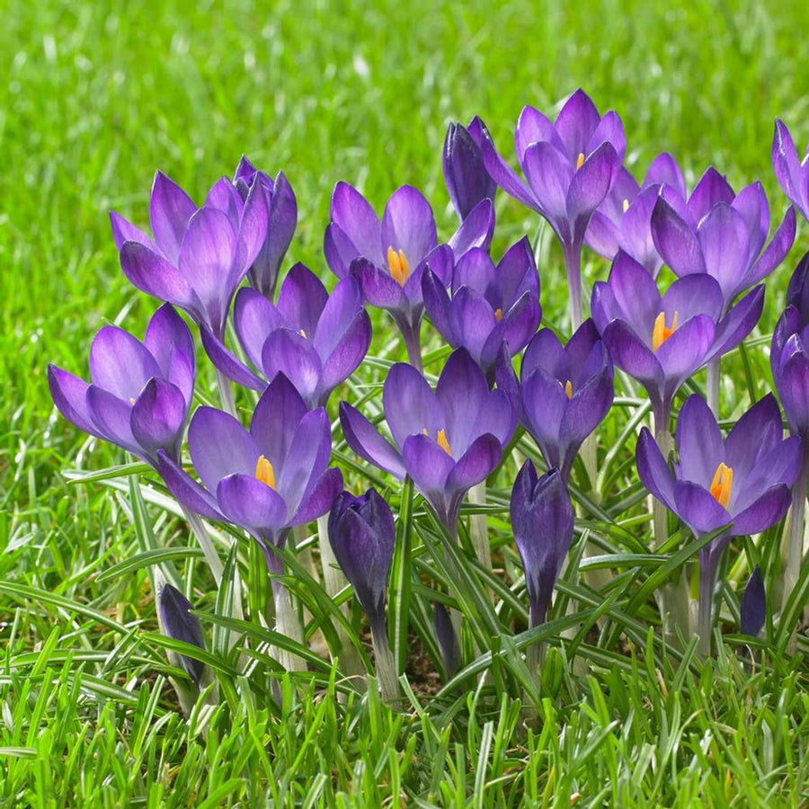 Crocus Ruby Giant Bulbs Crocus Ruby Giant Bulbs image3 3