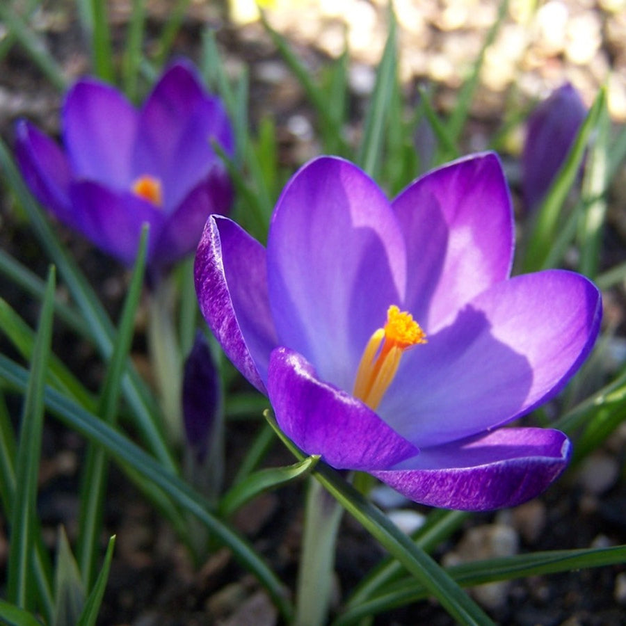 Crocus Ruby Giant Bulbs Crocus Ruby Giant Bulbs image4 4