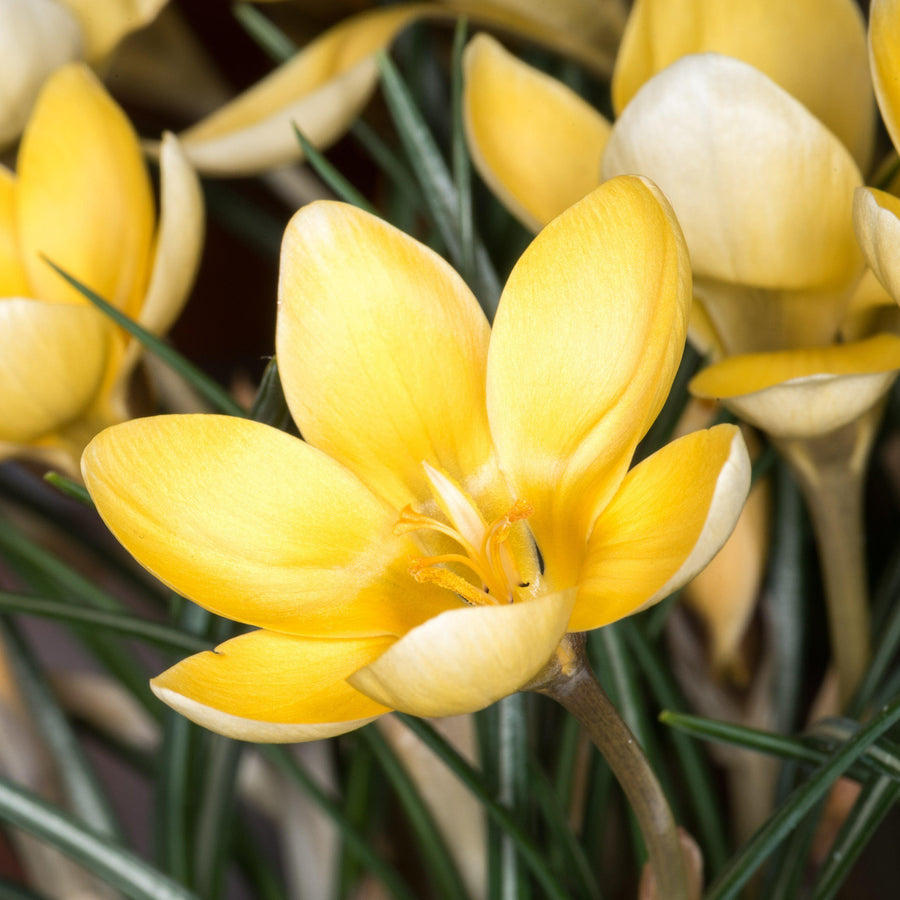 Crocus Romance Bulbs Crocus Romance Bulbs image1 1
