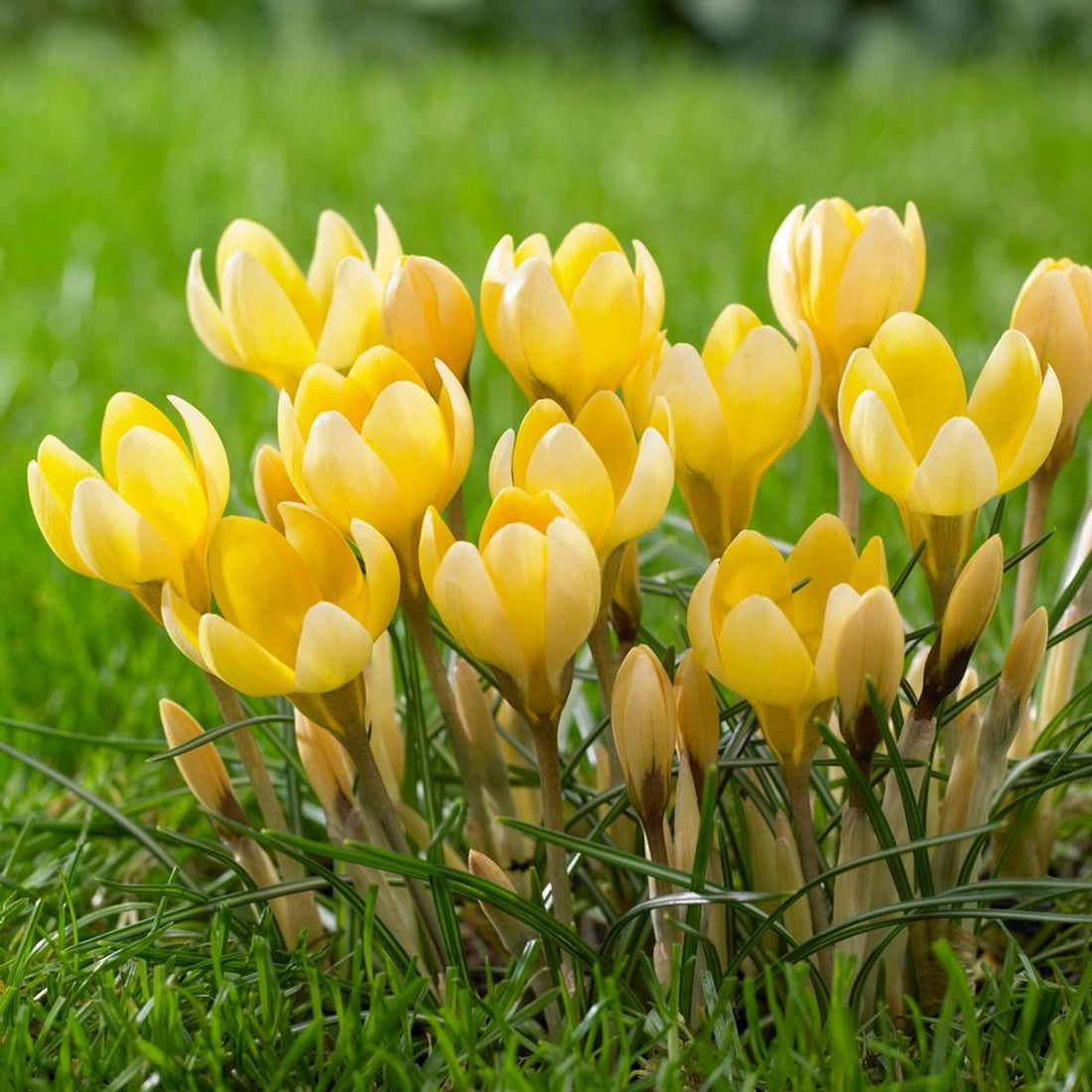 Crocads Crocus Romance Bulbs