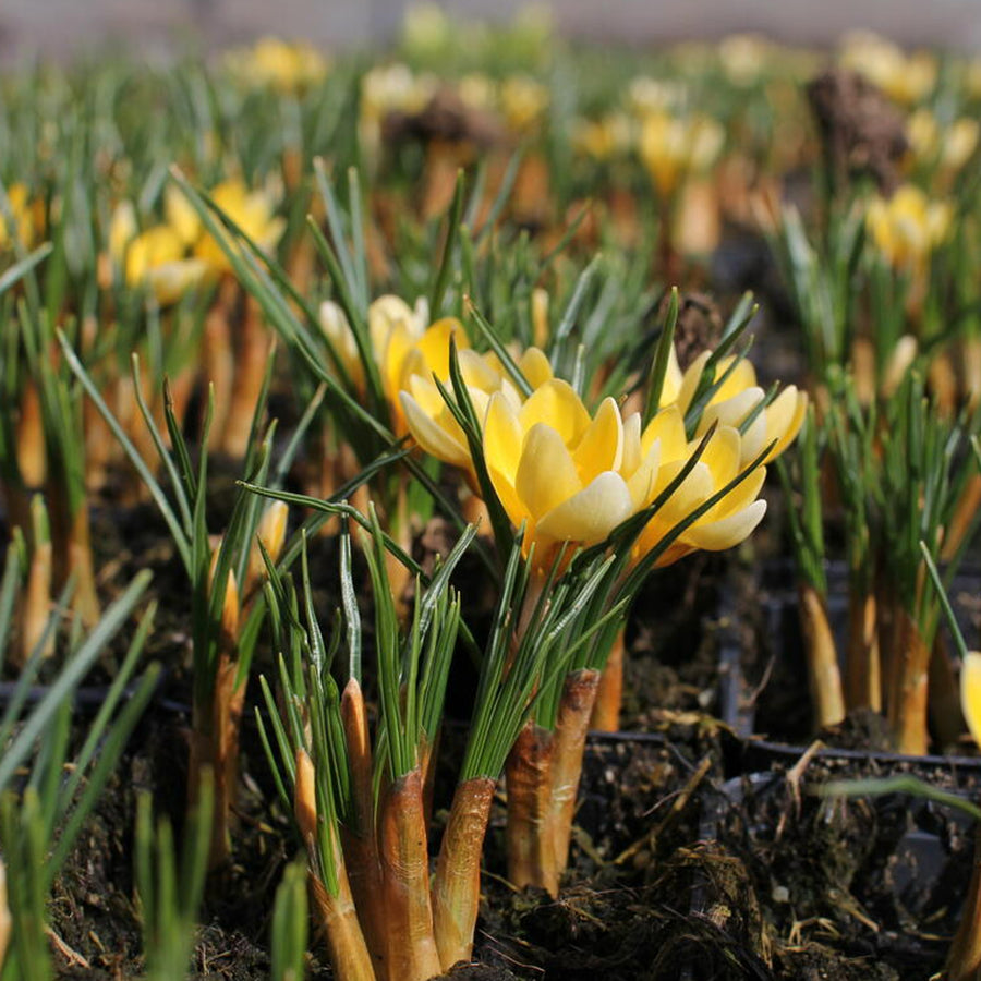 Crocus Romance Bulbs Crocus Romance Bulbs image4 4