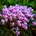 Cyclamen Hederifolium Pink in 9cm Pot  3