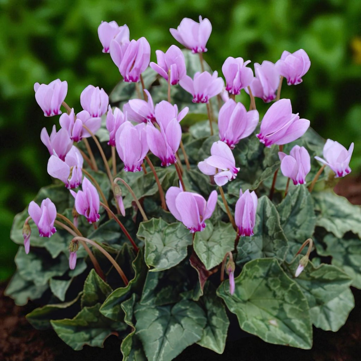 Cyclamen Hederifolium Pink in 9cm Pot  1