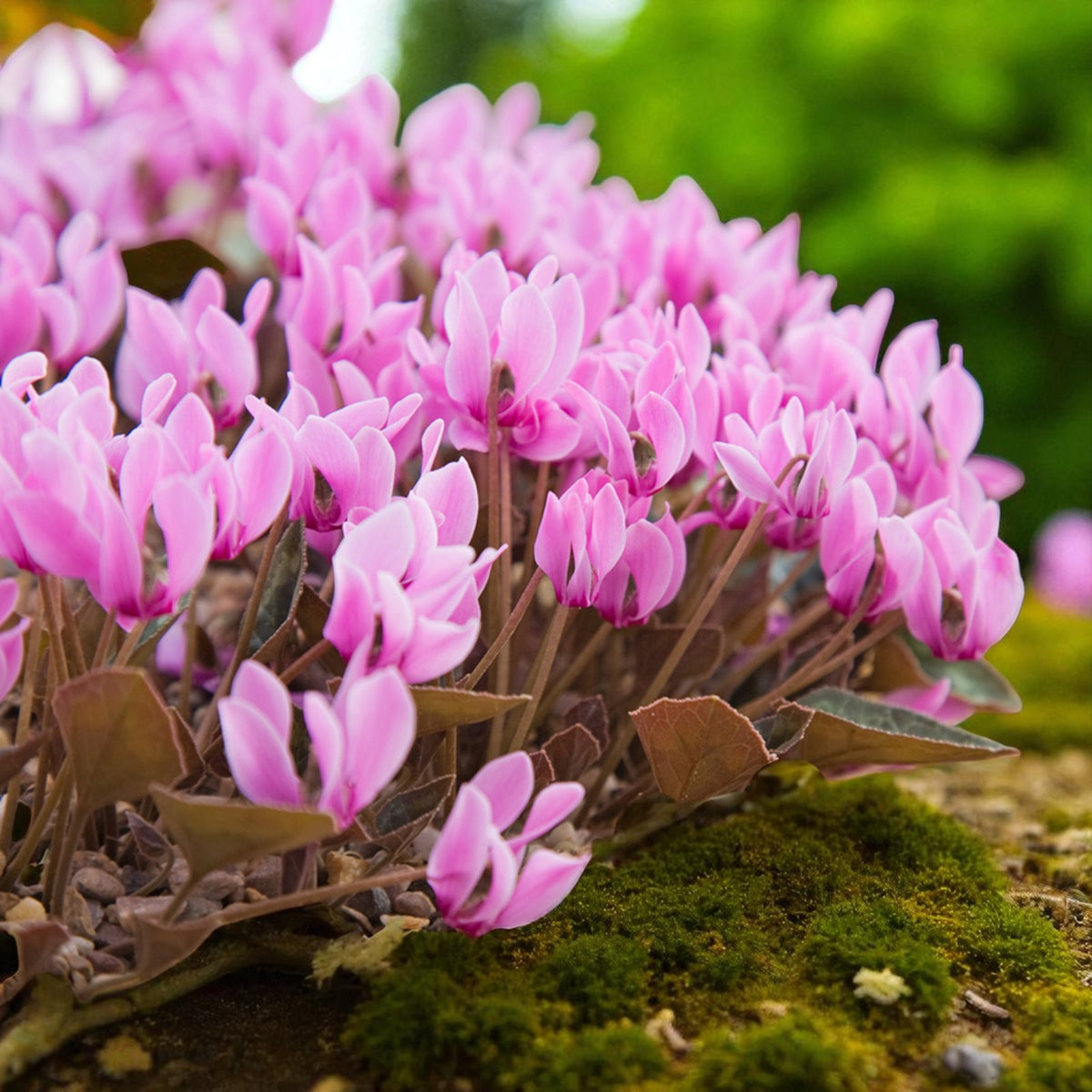 Cyclamen Hederifolium Pink in 9cm Pot  2