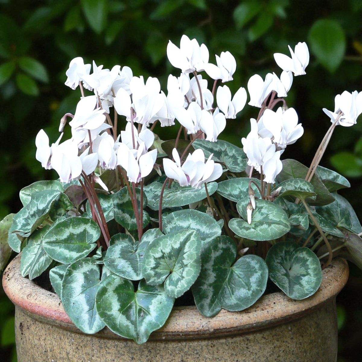 Cyclamen Hederifolium White in 9cm Pot  1