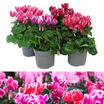 Cyclamen Fantasia in 10.5cm Pot  1