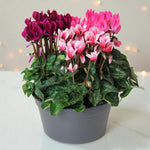 Cyclamen Carnaval Trio Gift Wrapped  4