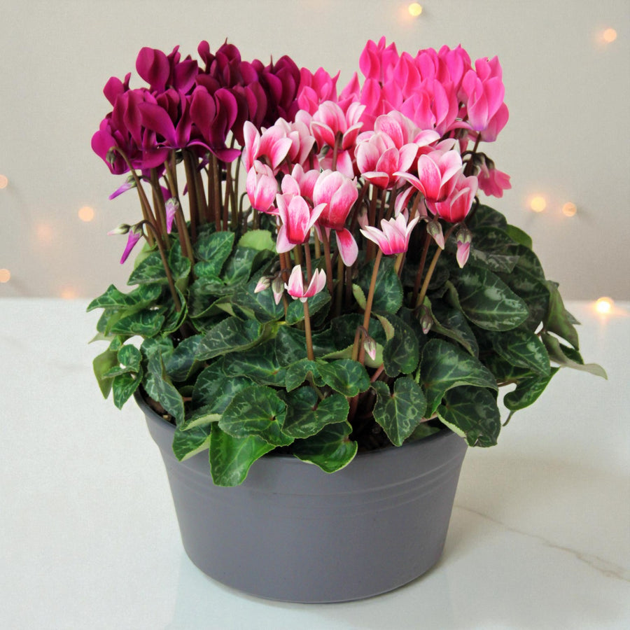 Cyclamen Carnaval Trio Gift Wrapped  4