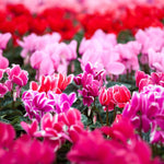Cyclamen Carnaval Trio Gift Wrapped Close-up view of vibrant cyclamen flowers in shades of pink, red, and purple growing in a dense display, showcasing their curved petals and decorative foliage. 2