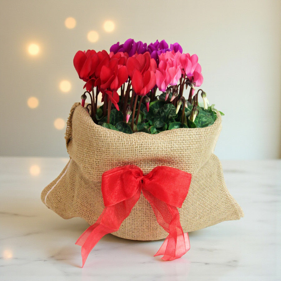 Cyclamen Carnaval Trio Gift Wrapped Cyclamen trio featuring red, pink, and purple flowers wrapped in natural hessian fabric with a large red ribbon bow, set against a softly lit festive backdrop. 1