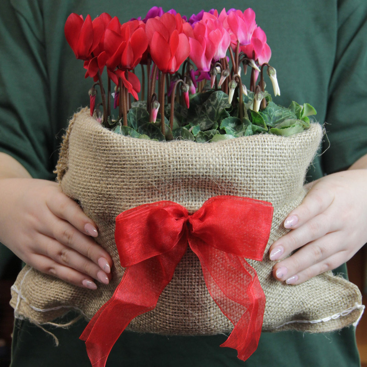 Cyclamen Carnaval Trio Gift Wrapped Person holding a hessian-wrapped cyclamen trio in bloom, with red, pink, and purple flowers, finished with a red ribbon bow for gifting. 3