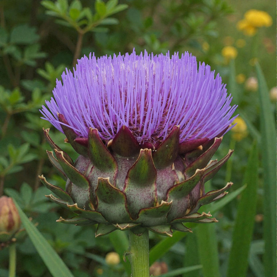 Artichoke Bare Roots  8