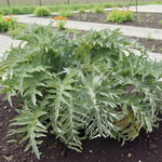Cardoon Artichoke Bare Roots A large cardoon plant growing in a garden bed, displaying its dense clump of deeply lobed, silvery-green leaves. 2