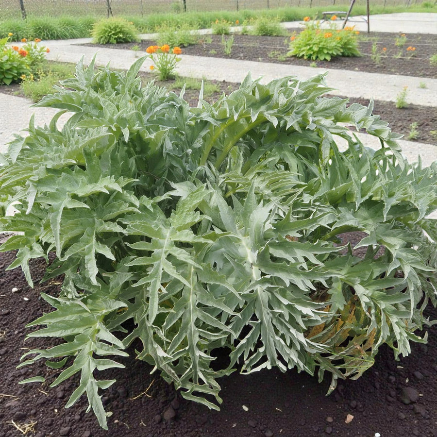 Cardoon Artichoke Bare Roots A large cardoon plant growing in a garden bed, displaying its dense clump of deeply lobed, silvery-green leaves. 2