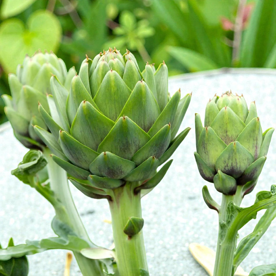 Artichoke Bare Roots  7