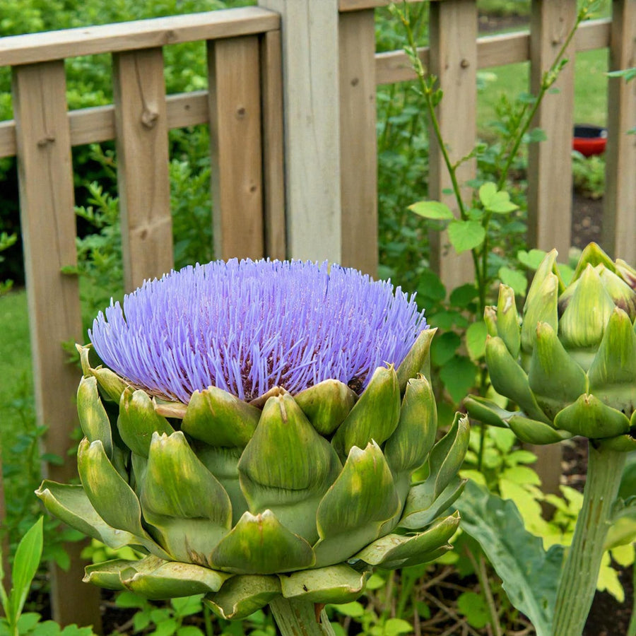 Artichoke Bare Roots  5