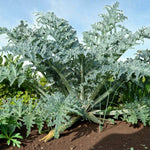 Globe Artichoke Bare Roots Large globe artichoke plant with dense, deeply serrated silvery-green leaves growing in a garden bed. 2