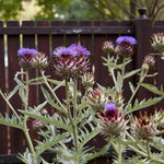 Artichoke Bare Roots  6