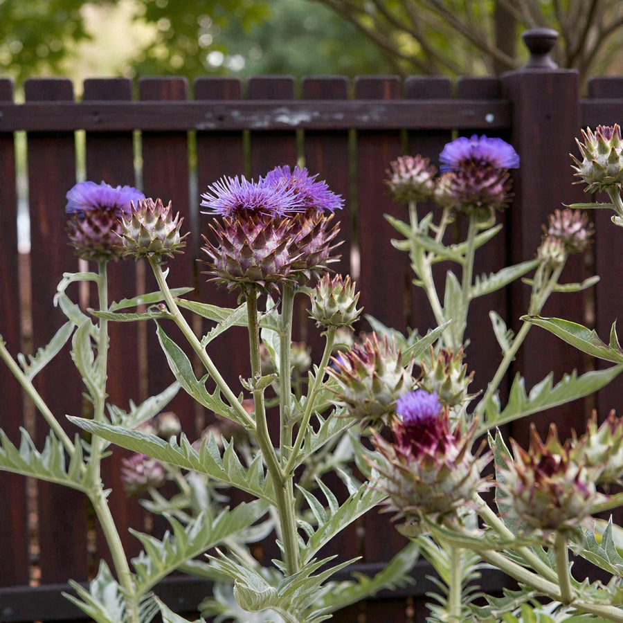 Artichoke Bare Roots  6