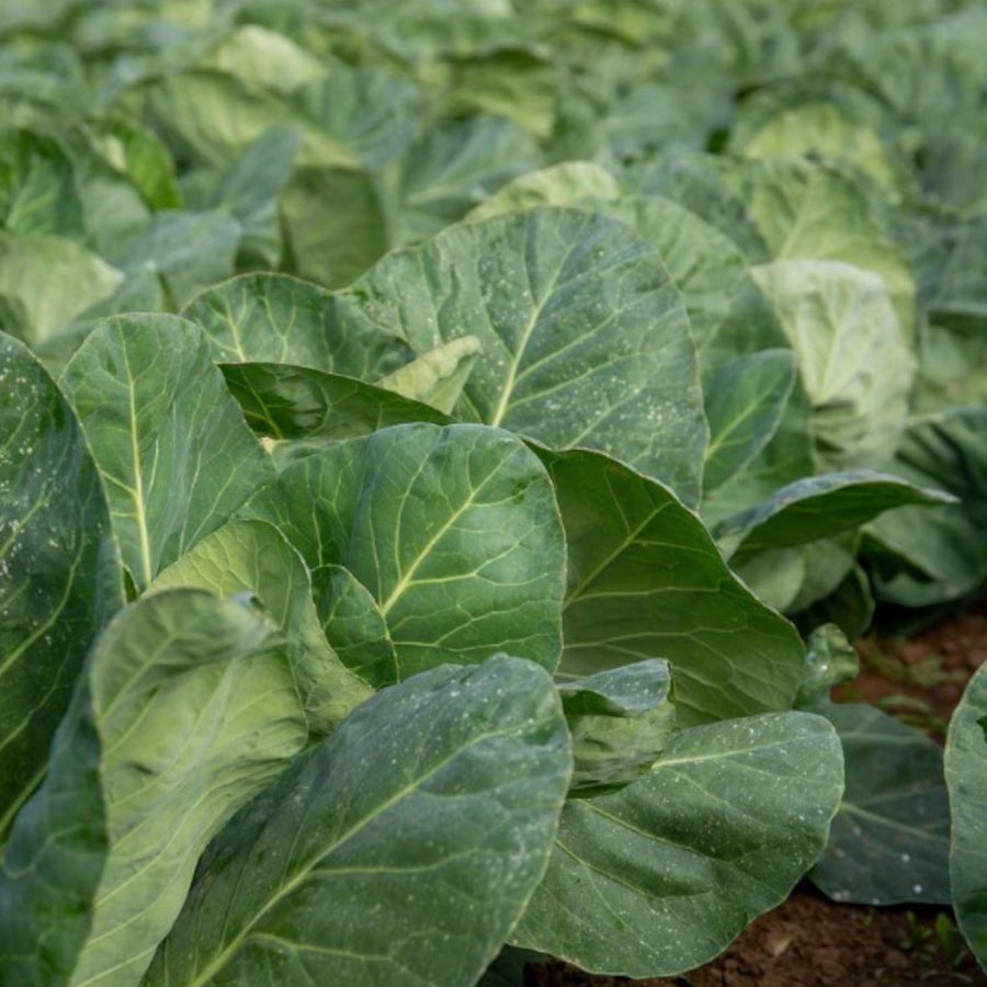 Cabbage Duncan F1  2