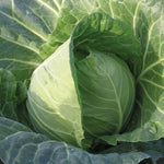 Cabbage Plant  5