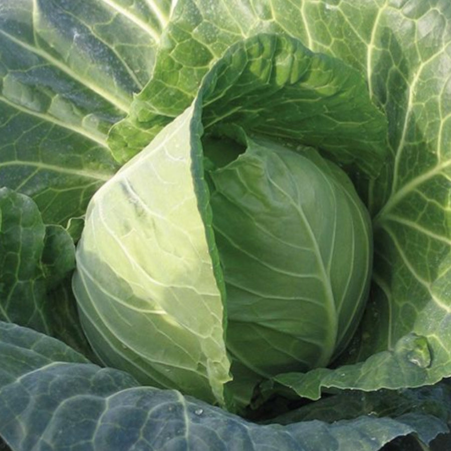 Cabbage Plant  5