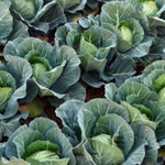 Cabbage Plant  4