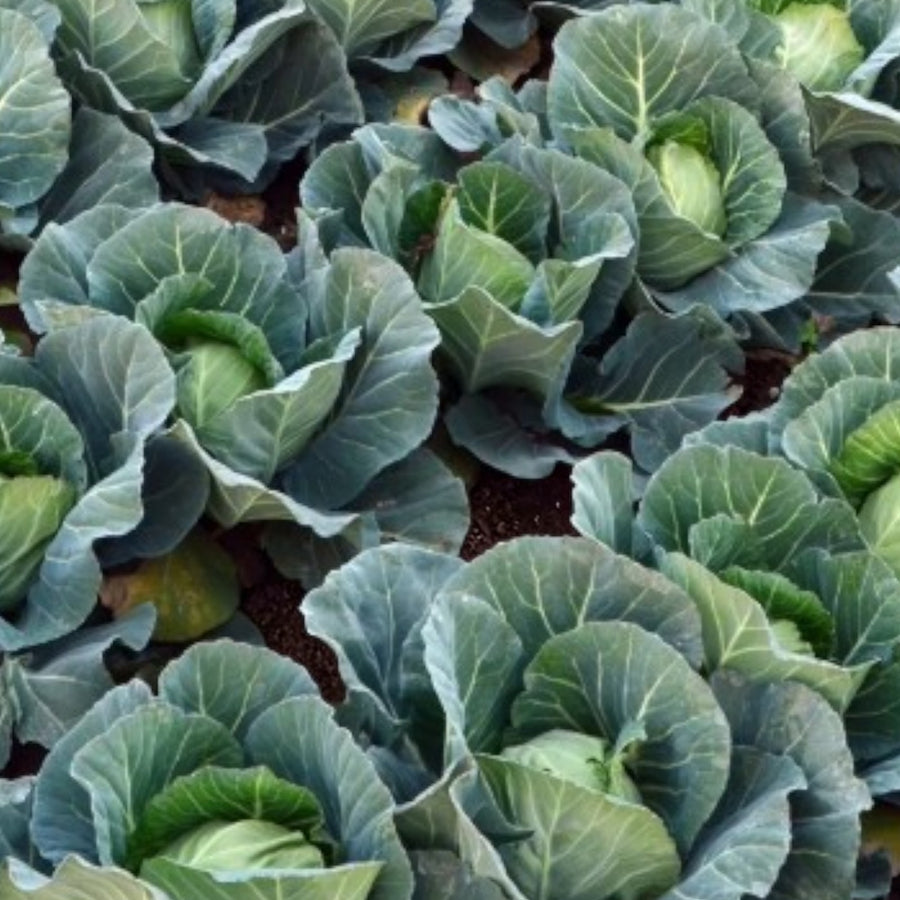 Cabbage Plant  4