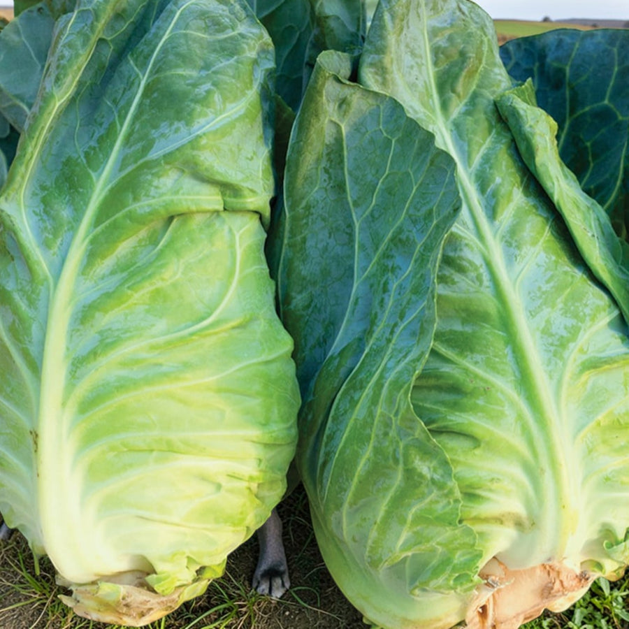 Cabbage Greyhound  3