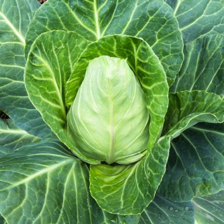 Cabbage Greyhound  1