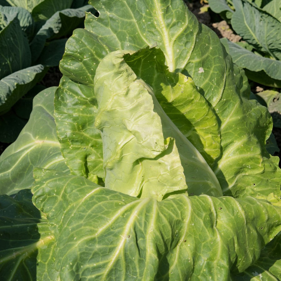 Cabbage Greyhound  2