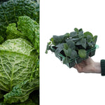 Cabbage Savoy F1 - Spring Greens  2