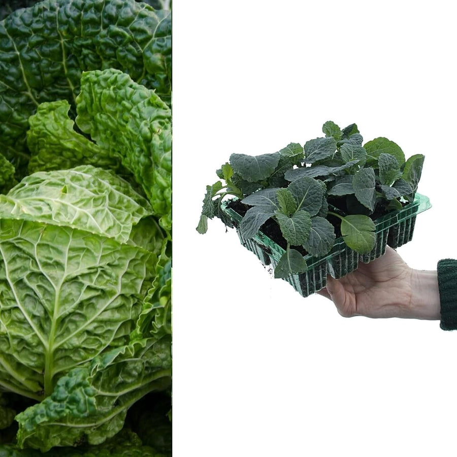 Cabbage Savoy F1 - Spring Greens  2