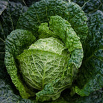 Cabbage Plant  6