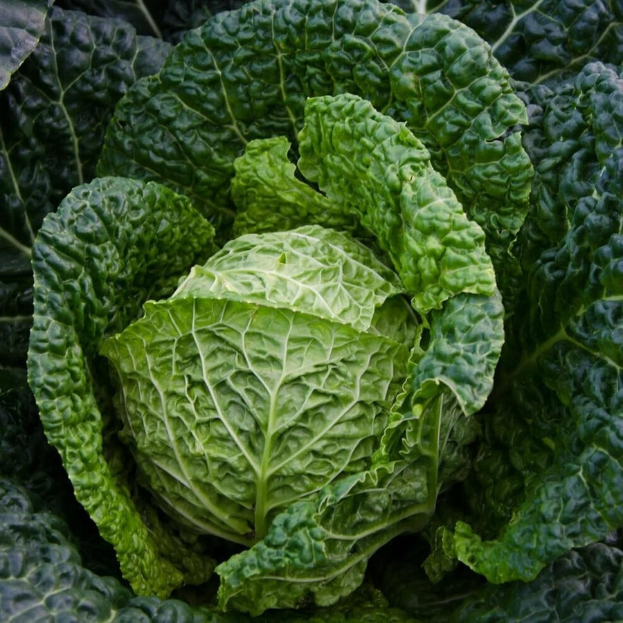 Cabbage Plant  6