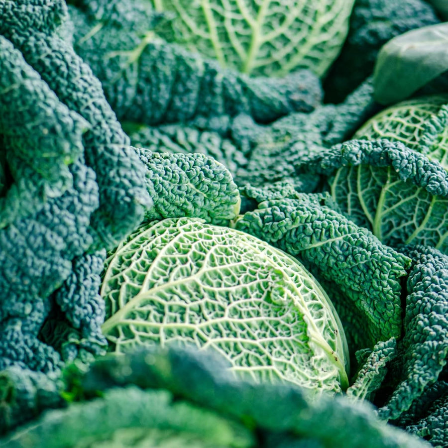 Cabbage Savoy F1 - Spring Greens  3