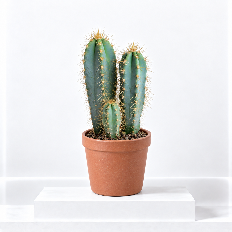 Cactus Pilosocereus Azureus Plant  1