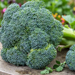 Calabrese Broccoli Green Magic F1 Plant  4