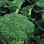 Calabrese Broccoli Plant  4