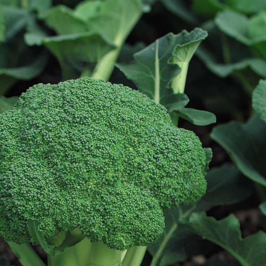 Calabrese Broccoli Plant  4