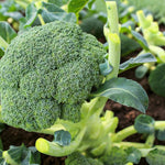 Calabrese Broccoli Plant  3