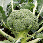 Calabrese Broccoli Plant  5