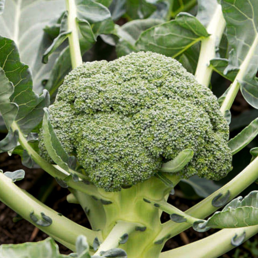 Calabrese Broccoli Plant  5