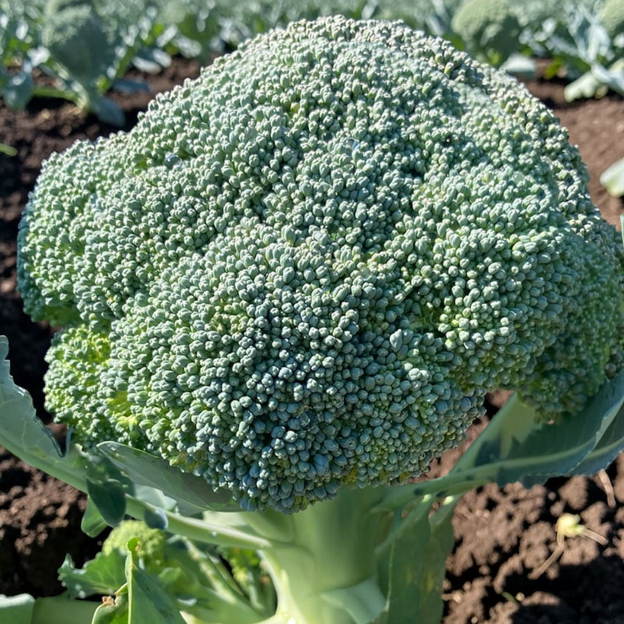 Calabrese Broccoli Plant  6