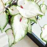 Caladium White Wonder  2