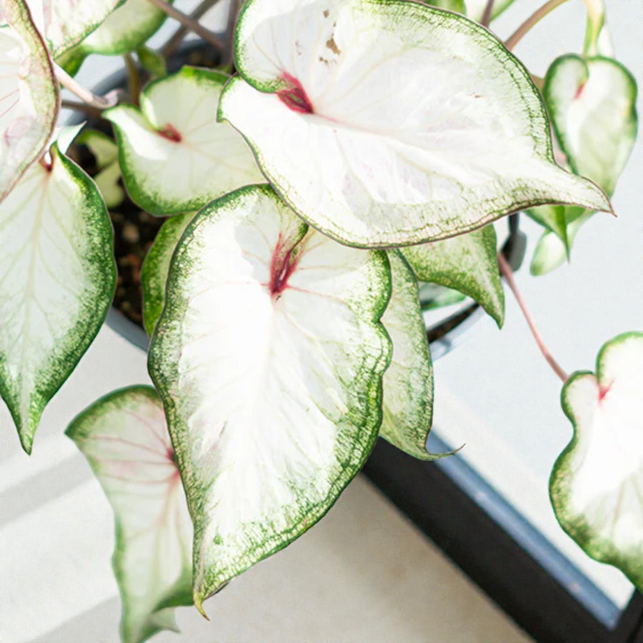 Caladium White Wonder  2
