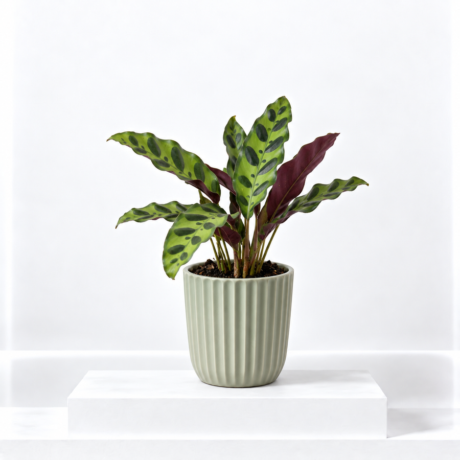 Calathea Lancifolia  1