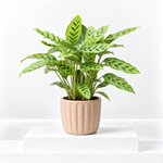 Calathea Leopardina Prayer Plant  1