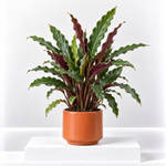 Calathea Rufibarba Elgergrass  1