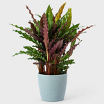 Kitchen Houseplant Collection - Calathea Rufibarba Elgergrass, Haworthia Fasciata Big Band & Philodendron White Wave  4